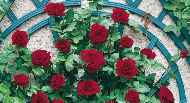 foto-rose