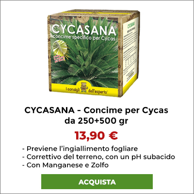 Concime specifico per Cycas