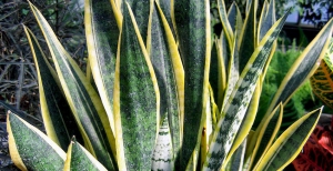 Sansevieria - Pianta grassa da appartamento