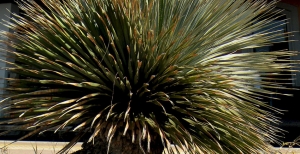 Dasylirion: il cucchiaio del deserto - Coltivazione e Varietà