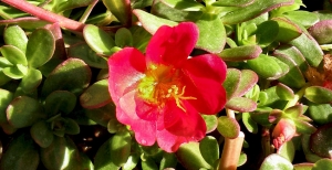 Portulaca o Porcellana, una delle piante grasse ornamentali più belle... e buone