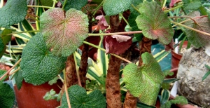 Pelargoni succulenti: coltivazione e varietà