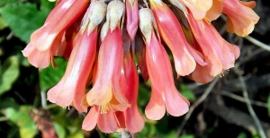 Kalanchoe e Bryophyllum - Caratteristiche e Varietà