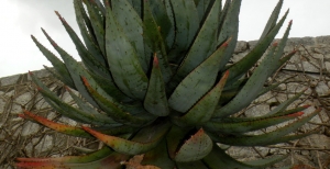 Aloe: immancabili succulente africane