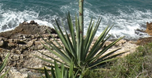 Agave: pianta versatile per il giardino mediterraneo