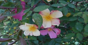 Rosa chinensis mutabilis, la rosa adatta ai giardinieri pigri