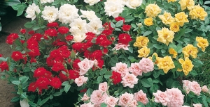 Come coltivare le rose e perché piantarle nel vostro giardino