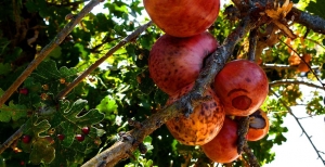 Gli alberi da frutto dimenticati del Friuli-Venezia-Giulia