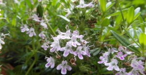 12 Mesi di Verde e Giardinaggio: Maggio