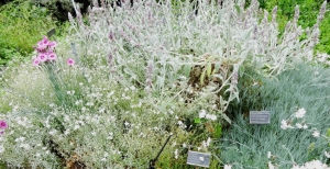 A spasso nell'Orto Botanico di Bologna