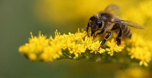 Save the Bees! Ecco perchè salvare le api