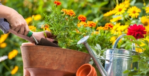 Piante in vaso: come e quando annaffiarle