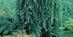 Le piante giuste in base a territorio e clima