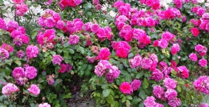 Aiuole fiorite: ecco come creare un giardino armonioso giocando con i colori