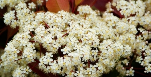 Belle, colorate e velenose: Photinia Red Robin, Viburnum Tinus, Laurocerasus