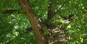 Quali alberi mettere a dimora nel nostro giardino per evitare allergie?