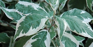 Cornus Alba 'Ivory Halo'® (Bailhalo), una splendida varietà di arbusto ornamentale