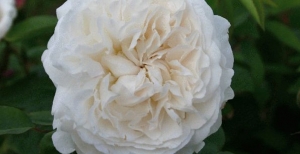 Le Rose inglesi: la Rosa 'Winchester Cathedral' di David Austin