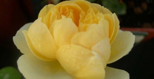 Rosa 'Charlotte' David Austin: la regina gialla dal profumo di tè