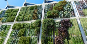 Il verde verticale: perchè un giardino verticale e quali sono i suoi punti di forza