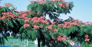 Messa a dimora degli alberi: dal vivaio / garden center al tuo giardino