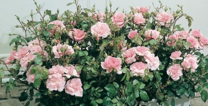 Piante da balcone perenni: quali coltivare per avere un terrazzo sempre verde