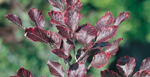 Alberi da giardino per fare ombra: come ottenere la perfetta zona d'ombra in giardino