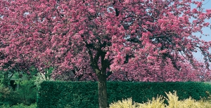 Alberi da giardino: vuoi avere un giardino sempre fiorito?