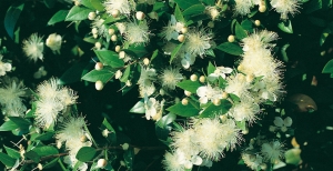 Alberi sempreverdi da giardino: quali sono le varietà più coltivate nei giardini d'Italia