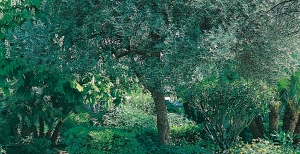 Alberi sempreverdi: ecco le piante da coltivare se vuoi avere un giardino sempre vivace