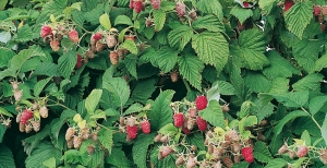 Alberi da frutto: ecco cosa devi sapere prima di piantarli nel tuo giardino