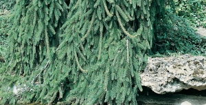 Le conifere sempreverdi: un'idea efficace per impreziosire il vostro giardino