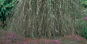 Gli alberi ornamentali sempreverdi: quali sono le varietà più coltivate in Italia