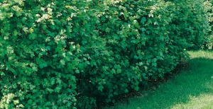 Arbusti da siepe: come sceglierle per il proprio giardino