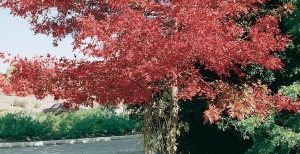 Alberi da giardino con poche radici: quali sono i meno invasivi per la casa?