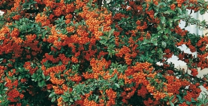 Piante da giardino invernali: come riconoscerle e coltivarle