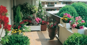 Piante da Balcone