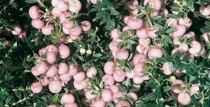 Piante acidofile da giardino: come progettare un angolo fiorito nel tuo giardino