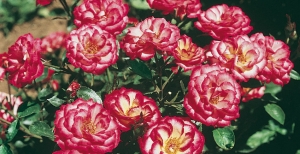 Rose: coltivazione e potatura