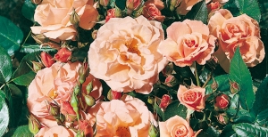 Rose e rosai: caratteristiche e potatura