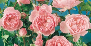 Rose: quali scegliere fra rose antiche, rose moderne e rose inglesi