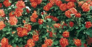 Rose: i rosai arbustivi e i rosai ad alberello