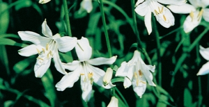 Piante perenni da balcone: cura e coltivazione