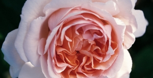 Classificazione dei tipi di rosai