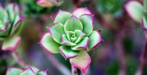 La coltivazione delle succulente o piante grasse