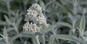 Buddleja Morning Mist: come si coltiva e quali sono le sue caratteristiche principali