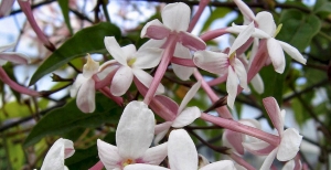 Gelsomino, l'angelo del giardino