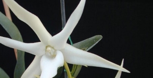 Angraecum sesquipedale, conosciuta come 'Orchidea di Darwin'