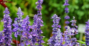 La Salvia ornamentale o Salvia da fiore: come si coltiva e si cura