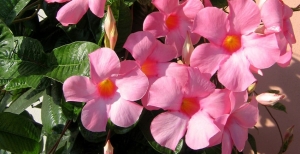 Mandevilla, fiori d’estate. Tutto sull'origine, coltivazione e cura di questa comune rampicante